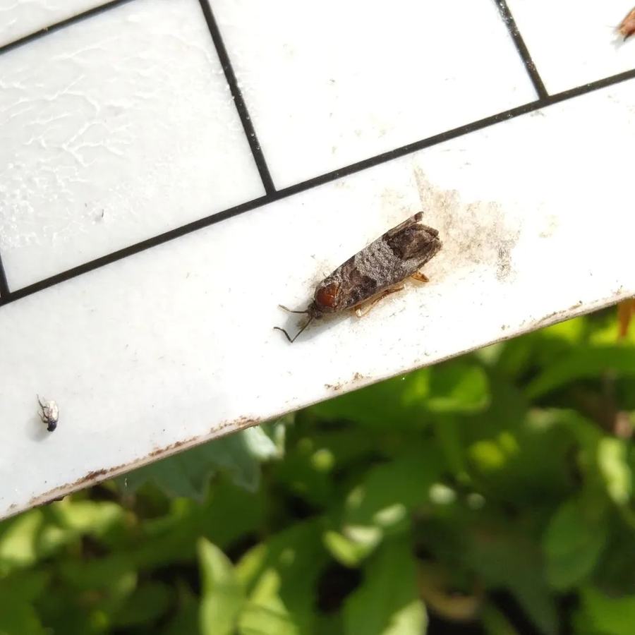 Polilla capturada en una trampa de monitoreo
